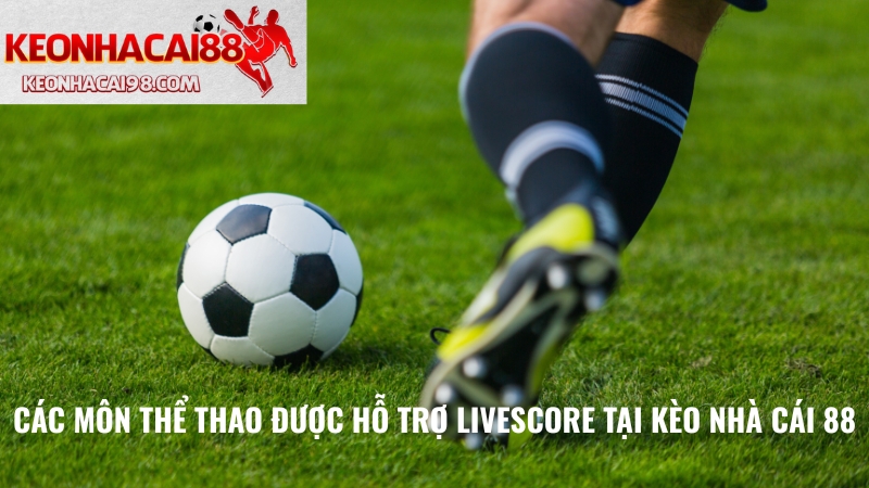 Các Môn Thể Thao Được Hỗ Trợ Livescore Tại Kèo Nhà Cái 88